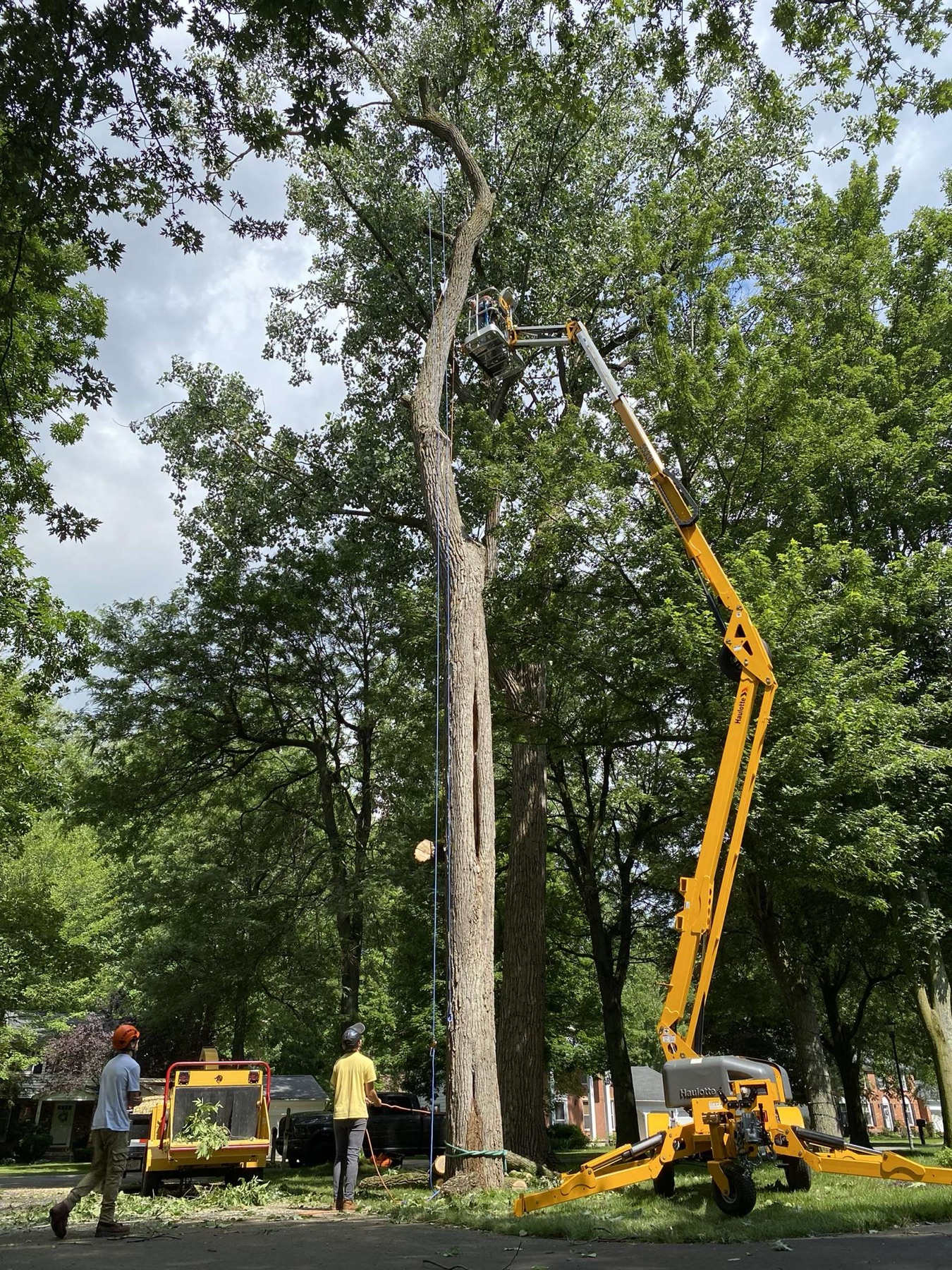 Huntsville Tree Service crew using an aerial lift and controlled line for a tall tree removal